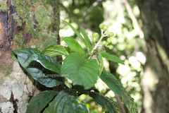 Psychotria nilgiriensis